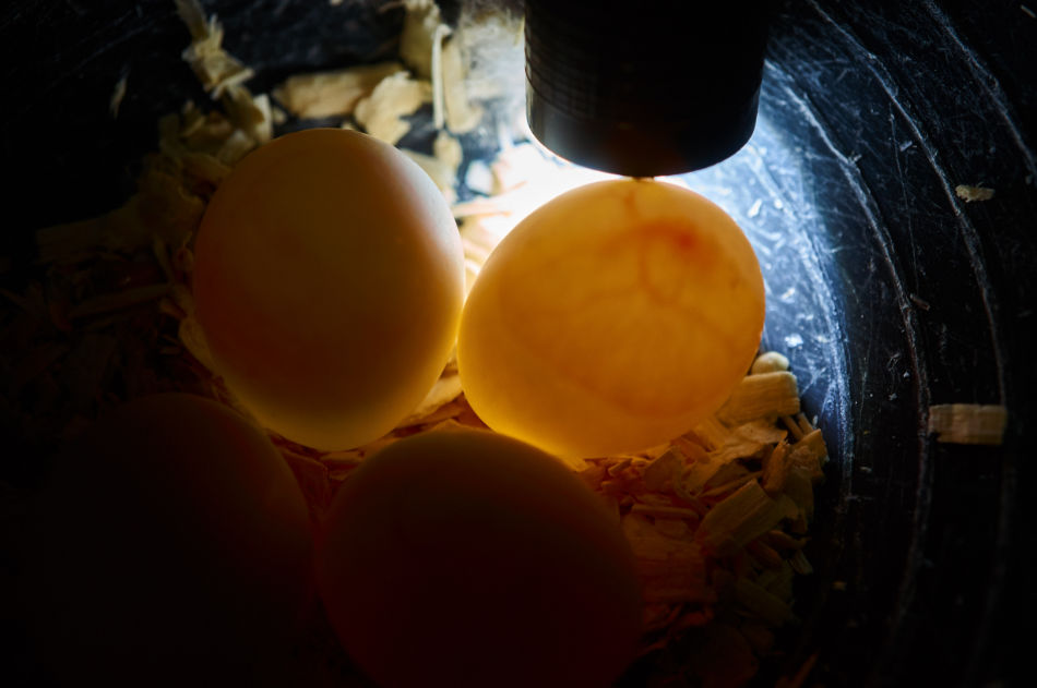 Die 4 Eier der Jaqueline