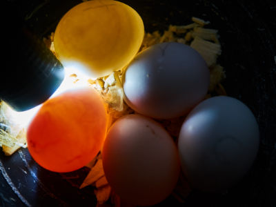 5 Eier bei Jaqueline