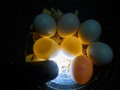 Jaquelines sieben Eier