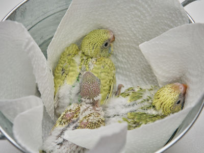 Kükenübersicht Rufus & Daphne