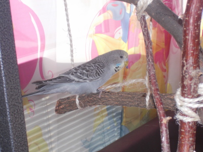 ConniToniCarusoLilli2