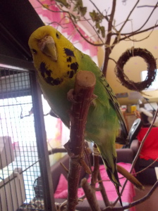 ConniToniCarusoLilli3